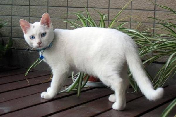 为什么那么多人爱猫？其实饲养猫咪之后你会发现竟然有这些好处(图2)