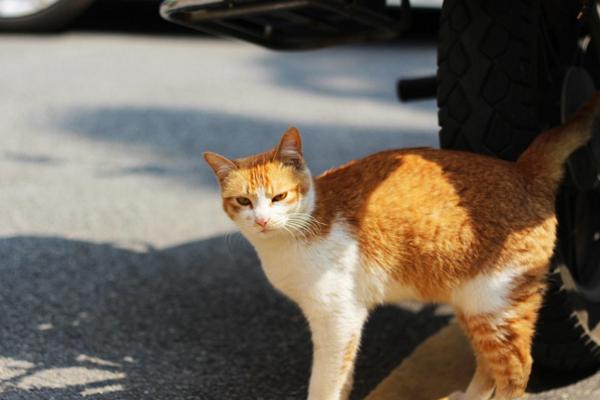 为什么那么多人爱猫？其实饲养猫咪之后你会发现竟然有这些好处(图4)