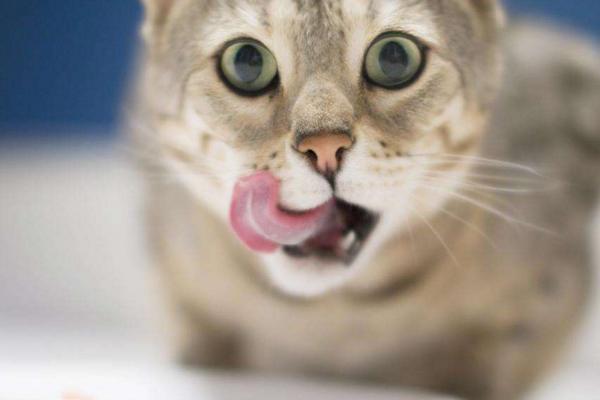 为什么那么多人爱猫？其实饲养猫咪之后你会发现竟然有这些好处(图3)