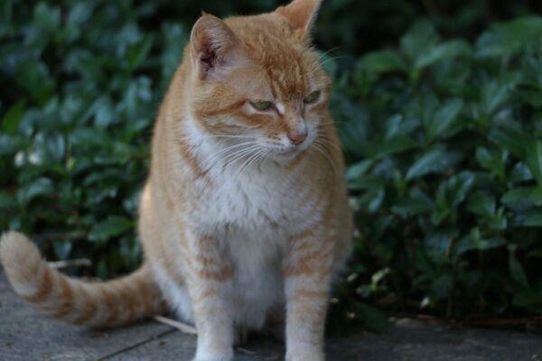 为什么那么多人爱猫？其实饲养猫咪之后你会发现竟然有这些好处(图1)