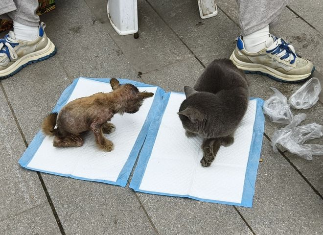 kaiyun入口：太造孽了！网上刷到一只奇形怪状的蓝猫结果真相是…(图1)