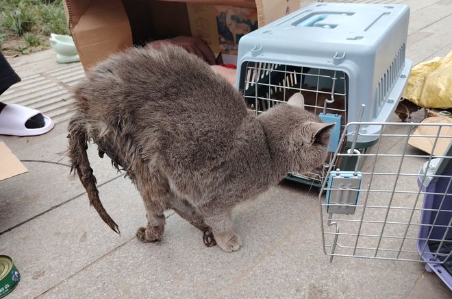 kaiyun入口：太造孽了！网上刷到一只奇形怪状的蓝猫结果真相是…(图2)