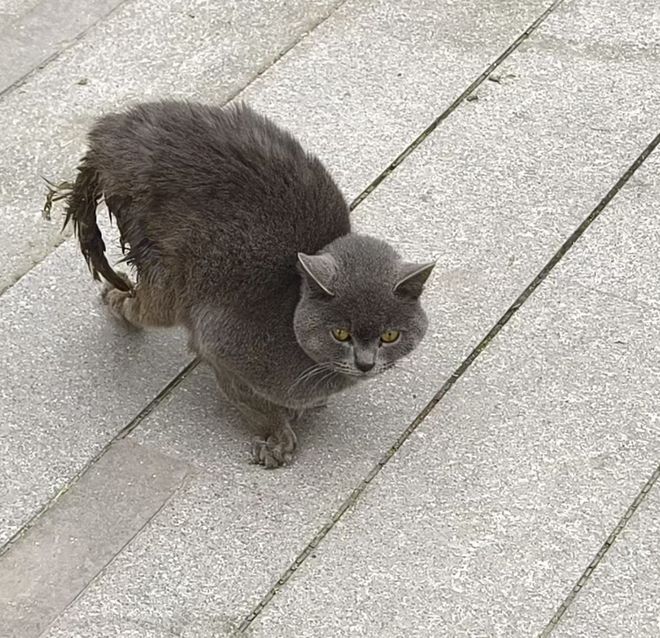 kaiyun入口：太造孽了！网上刷到一只奇形怪状的蓝猫结果真相是…(图3)