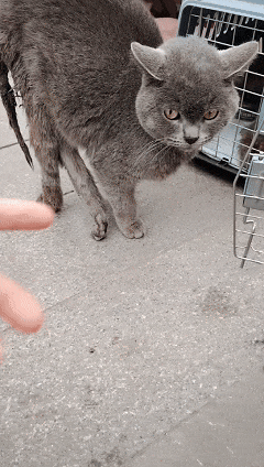 kaiyun入口：太造孽了！网上刷到一只奇形怪状的蓝猫结果真相是…(图12)