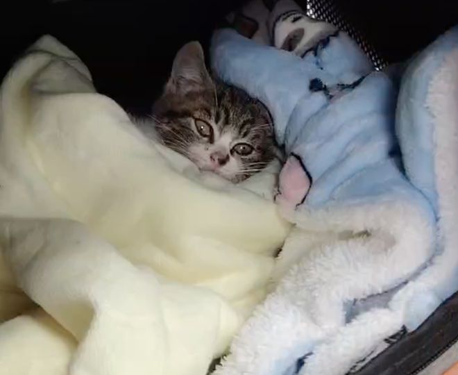 kaiyun入口：太造孽了！网上刷到一只奇形怪状的蓝猫结果真相是…(图11)