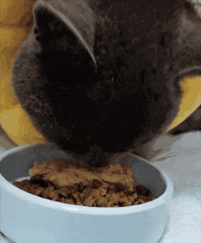 kaiyun入口：太造孽了！网上刷到一只奇形怪状的蓝猫结果真相是…(图7)