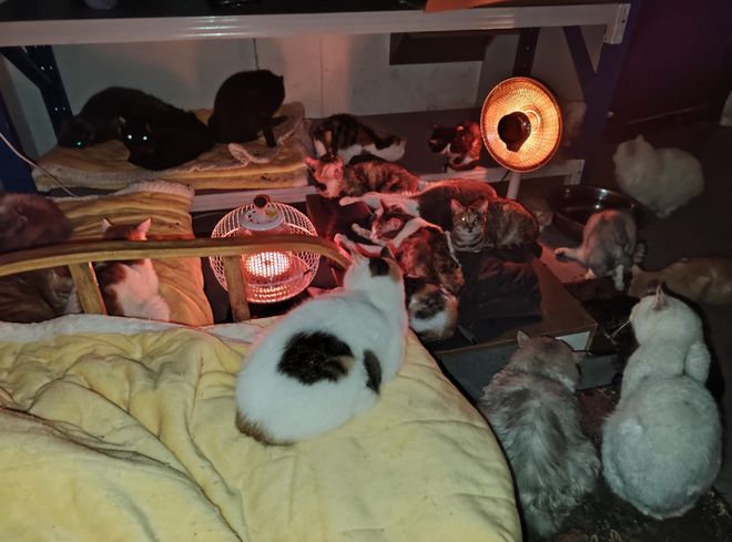 kaiyun入口：太造孽了！网上刷到一只奇形怪状的蓝猫结果真相是…(图8)