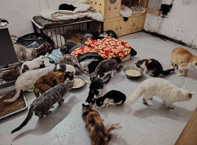kaiyun入口：太造孽了！网上刷到一只奇形怪状的蓝猫结果真相是…(图9)